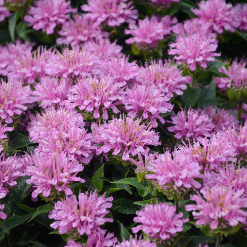 Lavendel Monarda Blumensamen zur Aussaat – Wildblume Mischung – Traditionssorte & ohne Gentechnik Samen Hausgarten