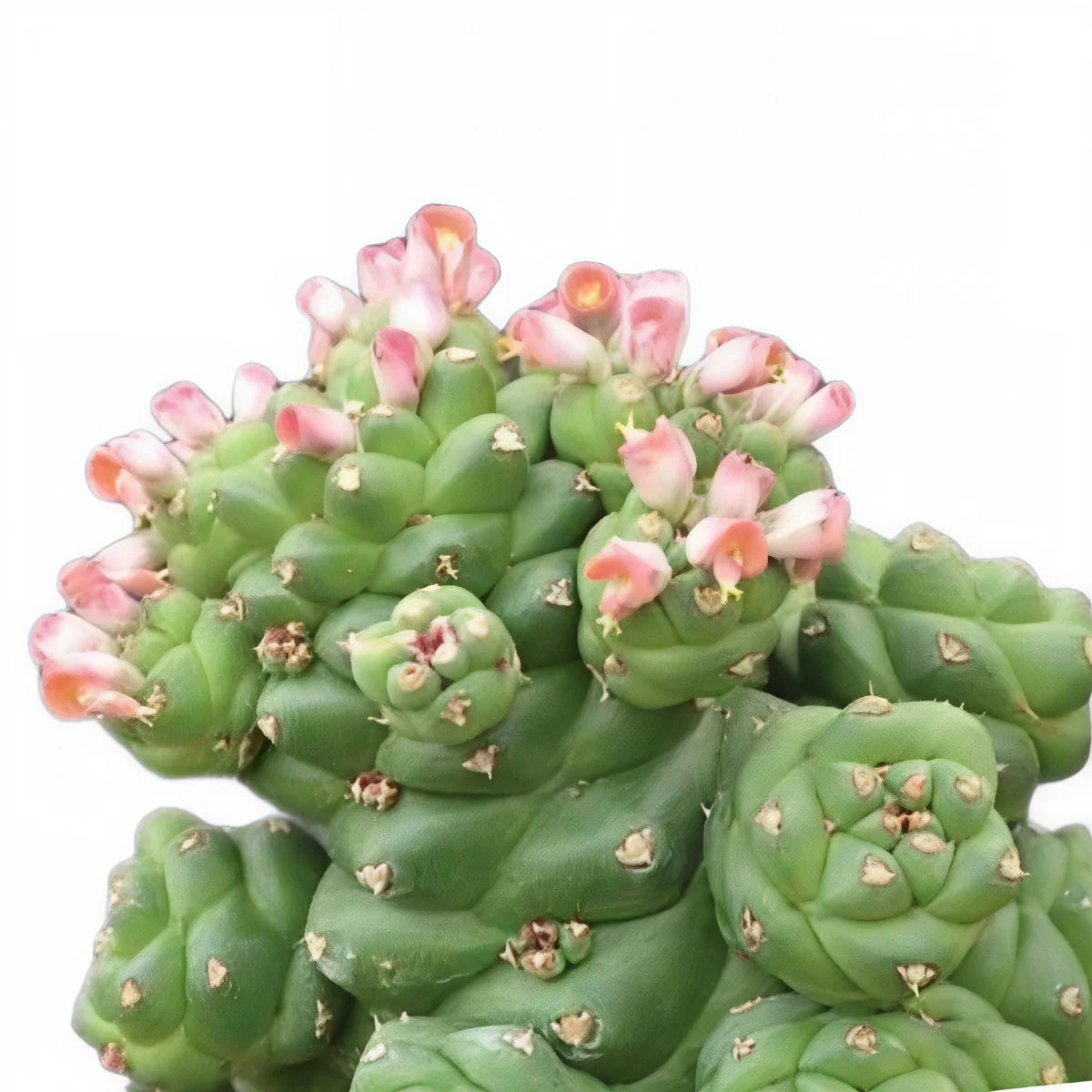 Monadenium Blumensamen zur Aussaat – pflegeleicht – Traditionssorte & ohne Gentechnik Samen Hausgarten