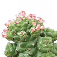 Monadenium Blumensamen zur Aussaat – pflegeleicht – Traditionssorte & ohne Gentechnik Samen Hausgarten