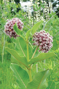 Monarch butterflies visiting milkweed blumen