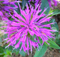 Lila Monarda Blumensamen zur Aussaat Halbschatten verträglich Traditionssorte & ohne Gentechnik Samen Hausgarten
