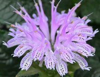 Lila Monarda Punctata Blumensamen zur Aussaat Drought verträglich Traditionssorte & ohne Gentechnik Samen Hausgarten