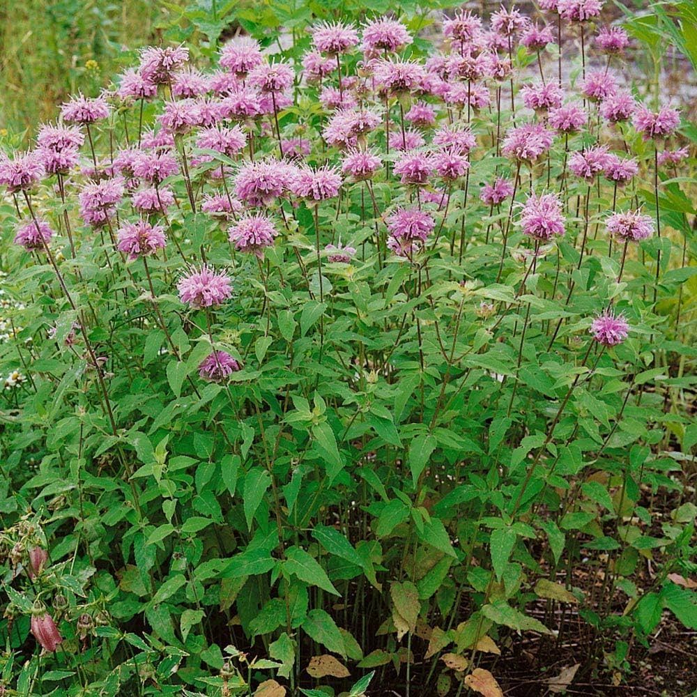 Drought-tolerant Monarda bradburiana Pflanzen from high-Qualität Samen