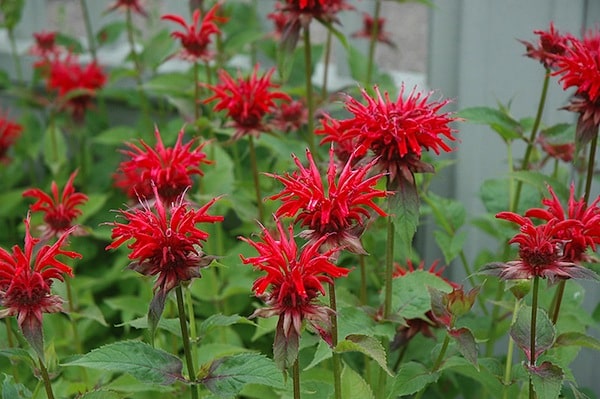 Monarda Blumensamen zur Aussaat Drought verträglich Traditionssorte & ohne Gentechnik Samen Hausgarten