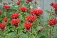 Monarda Blumensamen zur Aussaat Drought verträglich Traditionssorte & ohne Gentechnik Samen Hausgarten
