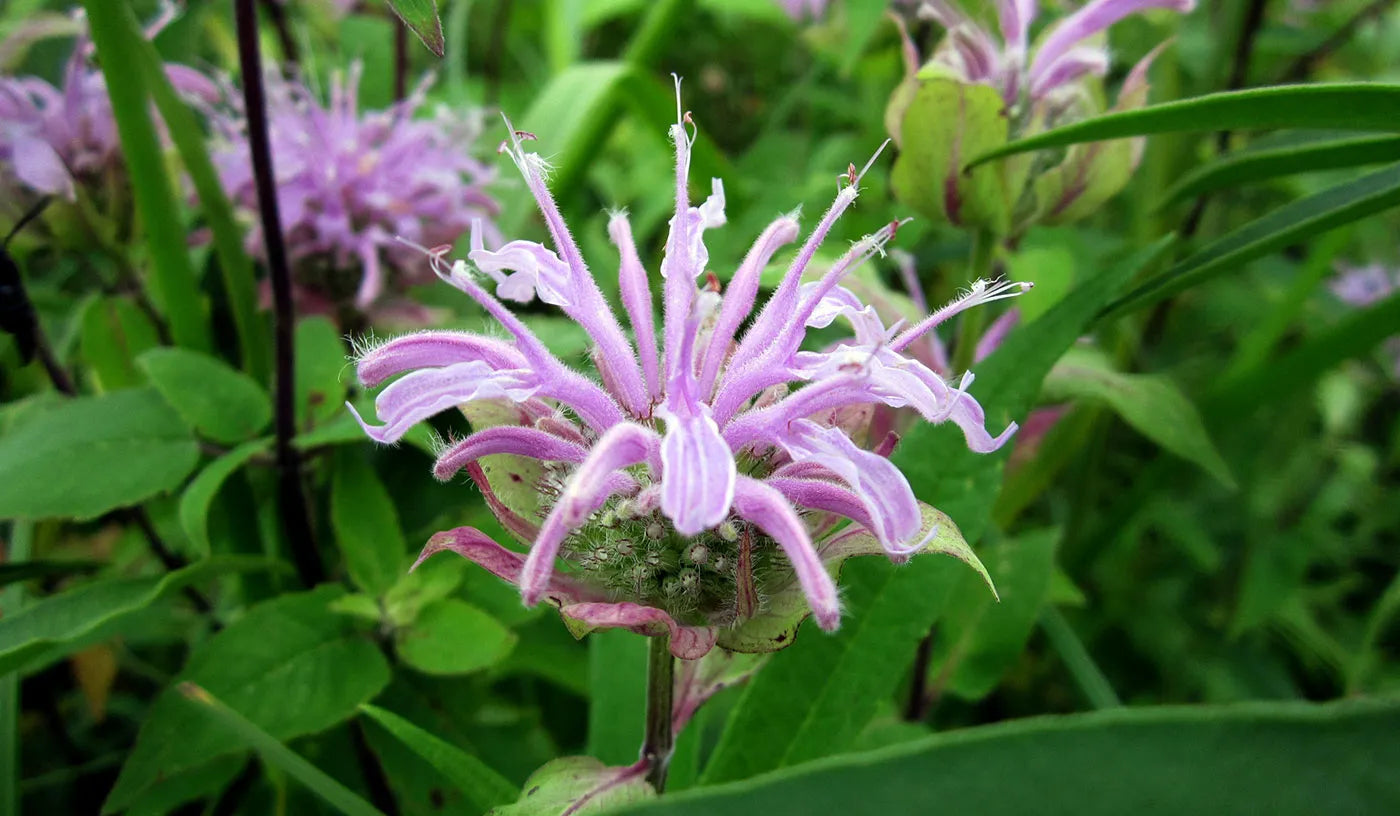 Violett Bergamot Blumensamen zur Aussaat – robust Sorte – Traditionssorte & ohne Gentechnik Samen Hausgarten