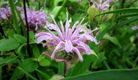 Violett Bergamot Blumensamen zur Aussaat – robust Sorte – Traditionssorte & ohne Gentechnik Samen Hausgarten