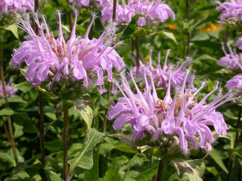 Monarda Fistulosa Blumensamen zur Aussaat Anzucht Traditionssorte & ohne Gentechnik Samen Hausgarten