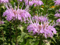 Monarda Fistulosa Blumensamen zur Aussaat Anzucht Traditionssorte & ohne Gentechnik Samen Hausgarten