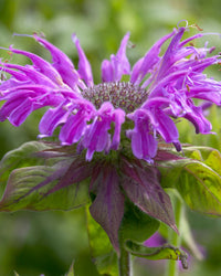 Monarda Hybrida Blumensamen zur Aussaat – ideal Rabatten – Traditionssorte & ohne Gentechnik Samen Hausgarten
