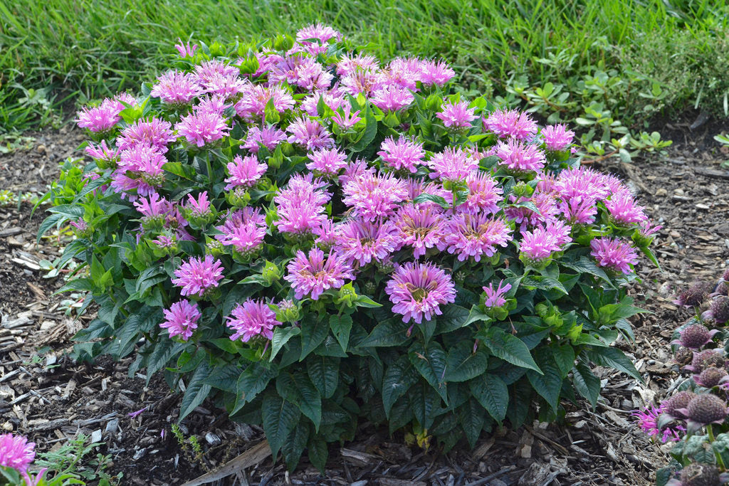 Lavendel Monarda Blumensamen zur Aussaat – Wildblume Mischung – Traditionssorte & ohne Gentechnik Samen Hausgarten