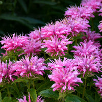 Rosa Monarda Blumensamen zur Aussaat – Anzucht – Traditionssorte & ohne Gentechnik Samen Hausgarten