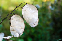 Dollar Blumensamen zur Aussaat kompakt Wuchs Traditionssorte & ohne Gentechnik Samen Hausgarten