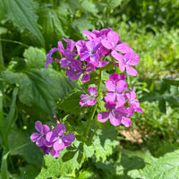 Violett Lunaria Money Pflanze Samen zur Aussaat – einzigartig Coin-Shaped Leaves