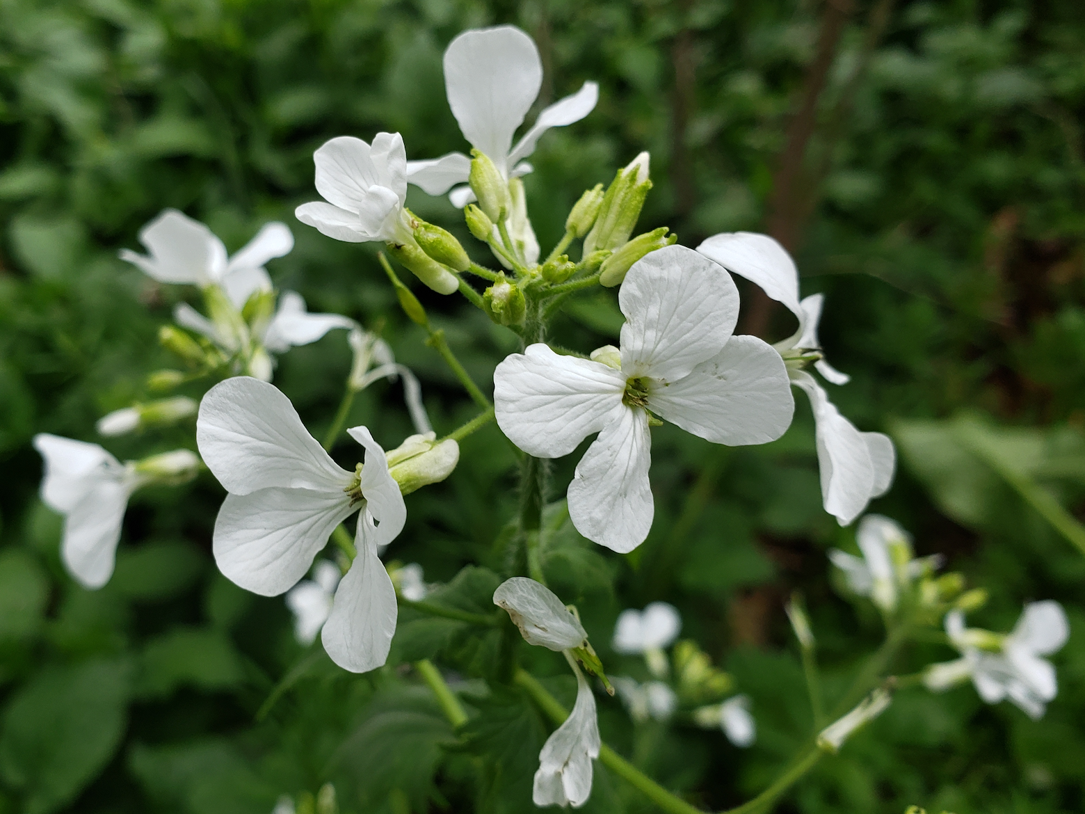 Weiß Lunaria Biennis Blumensamen zur Aussaat – Halbschatten verträglich – Traditionssorte & ohne Gentechnik Samen Hausgarten