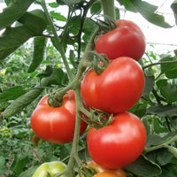 Beefmaster Rot Tomate Samen zum Pflanzen - Gemüse Garden Samen