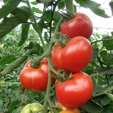 Beefmaster Rot Tomate Samen zum Pflanzen - Gemüse Garden Samen