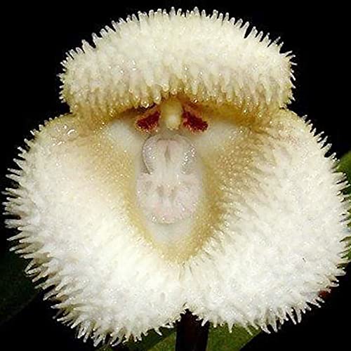 Weiß Monkey Face Orchidee Blumensamen zur Aussaat – duftend Blüten – Traditionssorte & ohne Gentechnik Samen Hausgarten