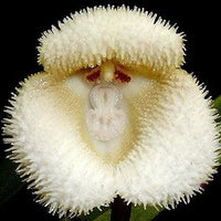 Weiß Monkey Face Orchidee Blumensamen zur Aussaat – duftend Blüten – Traditionssorte & ohne Gentechnik Samen Hausgarten