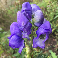 Monkshood Blau Blumensamen zur Aussaat – mehrjährige Blüten