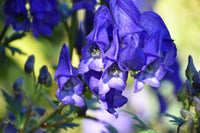 Monkshood Blau Blumensamen zur Aussaat – mehrjährige Blüten