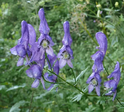 Monkshood Poisonous Blumensamen zur Aussaat – leuchtend – Traditionssorte & ohne Gentechnik Samen Hausgarten