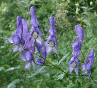 Monkshood Poisonous Blumensamen zur Aussaat – leuchtend – Traditionssorte & ohne Gentechnik Samen Hausgarten