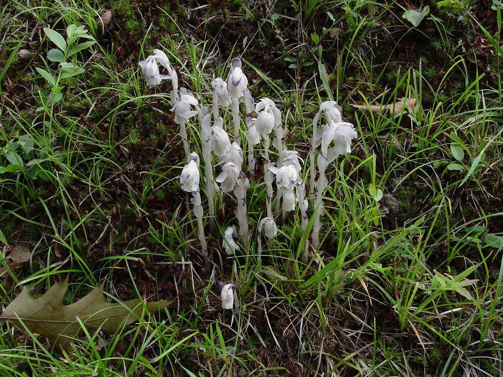 Monotropa Uniflora Samen – Aussaat the Enigmatic Indian Pipe Blume