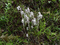Monotropa Uniflora Samen – Aussaat the Enigmatic Indian Pipe Blume
