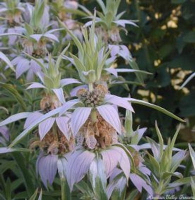 Lila Monarda Punctata Blumensamen zur Aussaat Drought verträglich Traditionssorte & ohne Gentechnik Samen Hausgarten