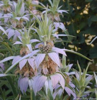 Lila Monarda Punctata Blumensamen zur Aussaat Drought verträglich Traditionssorte & ohne Gentechnik Samen Hausgarten
