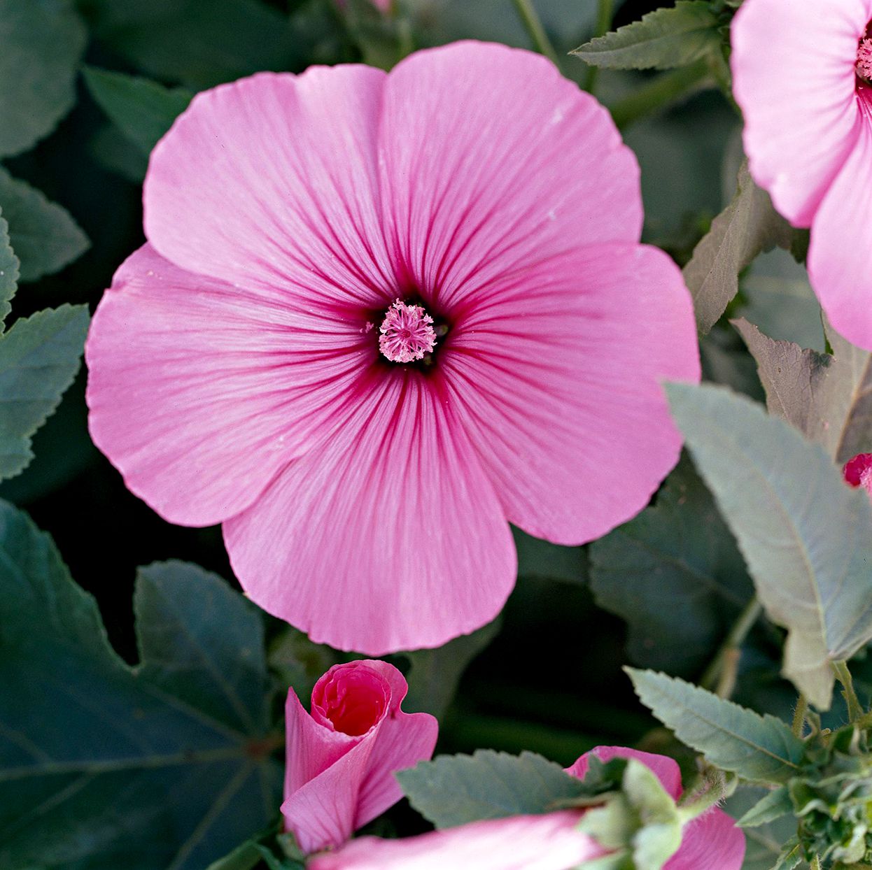 Rosa Lavatera Blumensamen zur Aussaat Anzucht Traditionssorte & ohne Gentechnik Samen Hausgarten