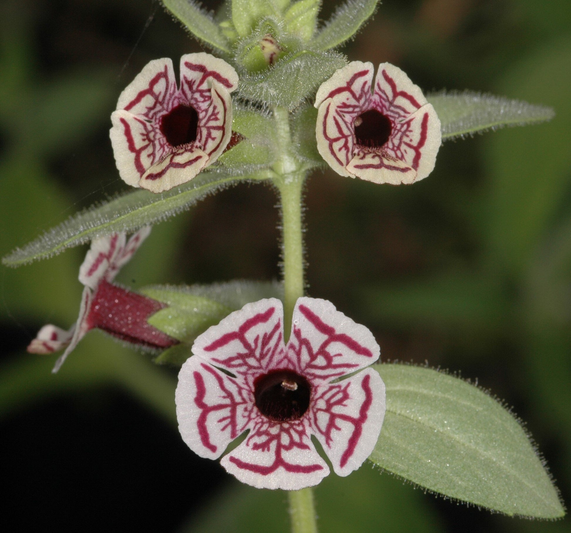 Mimulus Pictus Blumensamen zur Aussaat Wildblume Mischung Traditionssorte & ohne Gentechnik Samen Hausgarten
