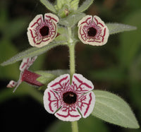 Mimulus Pictus Blumensamen zur Aussaat Wildblume Mischung Traditionssorte & ohne Gentechnik Samen Hausgarten