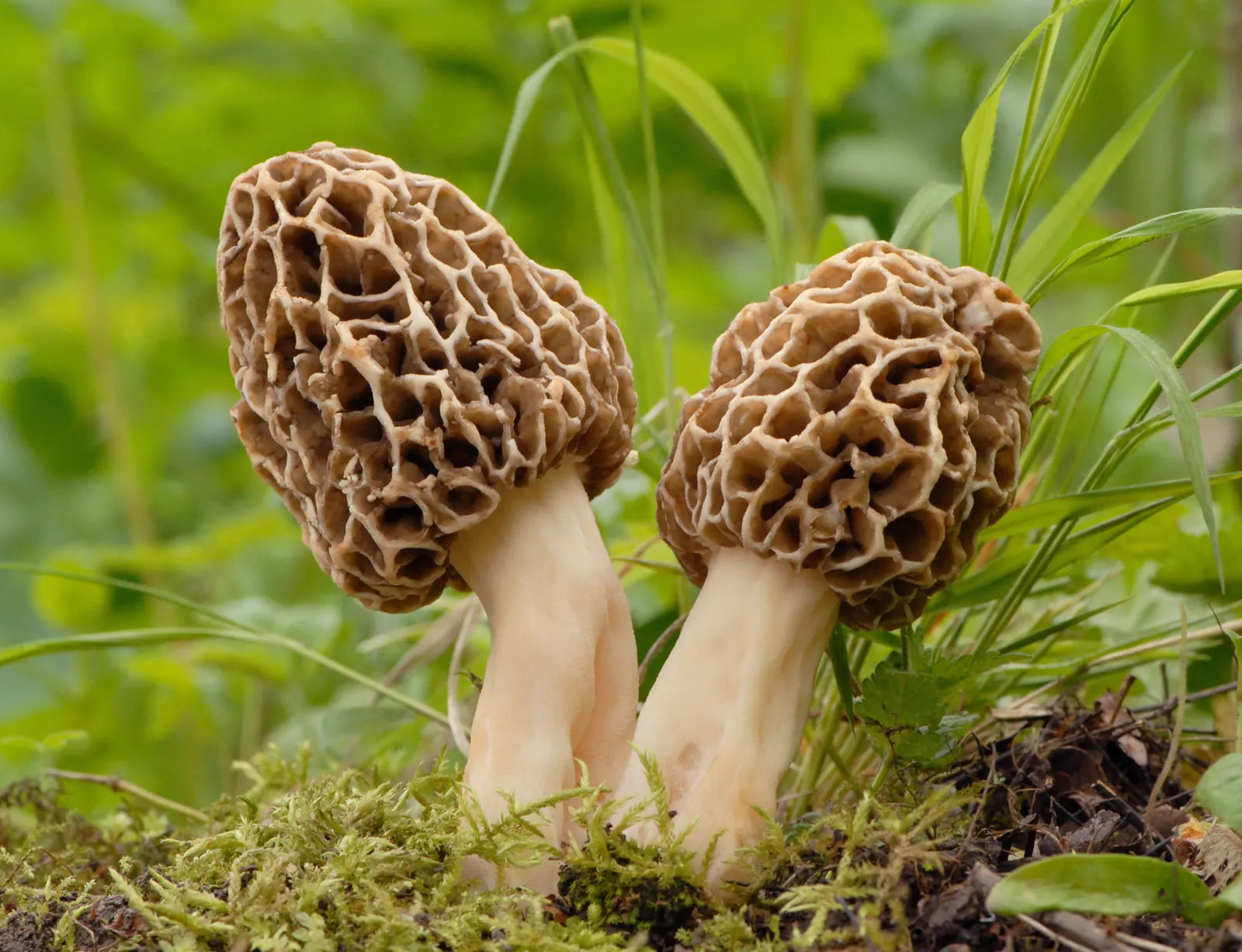 Morchella Esculenta Pilz Samen zum Pflanzen