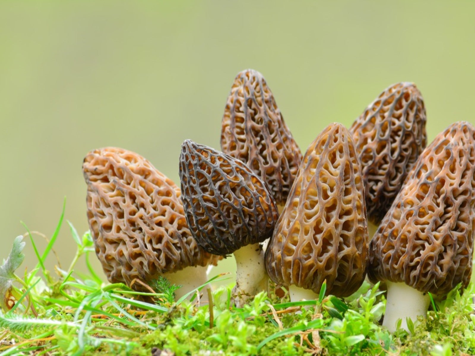 Aussaat guide für mixed morel pilz samen