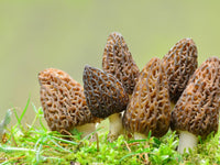 Aussaat guide für mixed morel pilz samen