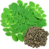Moringa oleifera samen für aussaat in garten