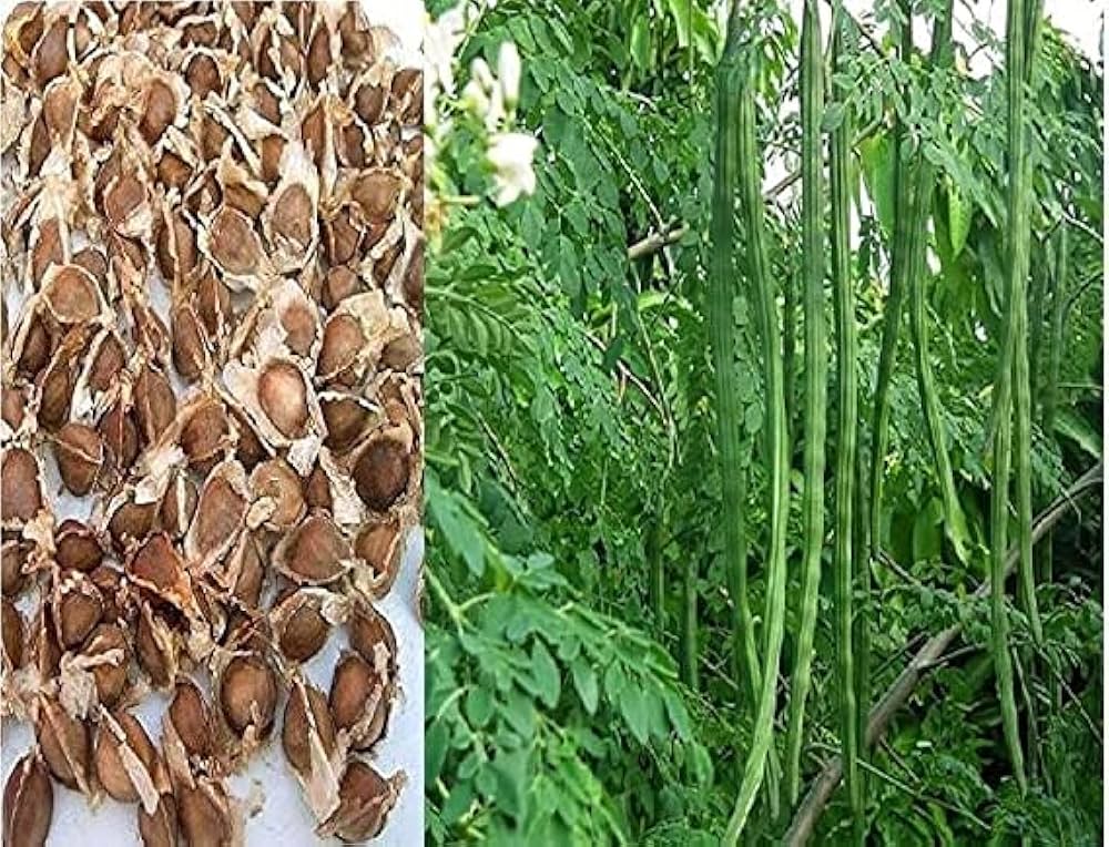 Young moringa pflanze wachsend in home garten