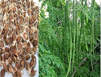 Young moringa pflanze wachsend in home garten