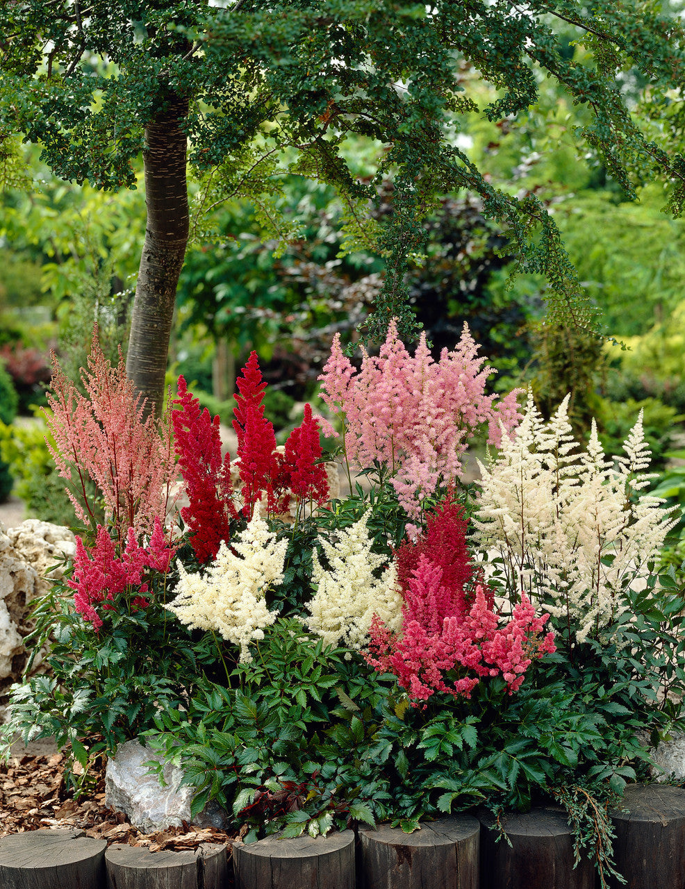 Morning bloom astilbe blumen in garten borders