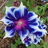 Morning glory samen for anpflanzung
