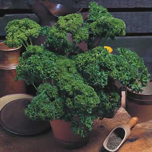 Moss Curled Parsley Samen thriving in container and patio gardens