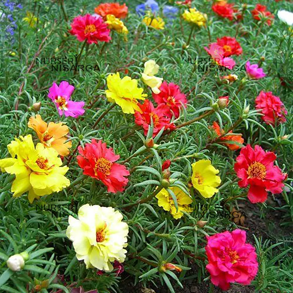 Grandiflora Blumensamen zur Aussaat Drought verträglich Traditionssorte & ohne Gentechnik Samen Hausgarten