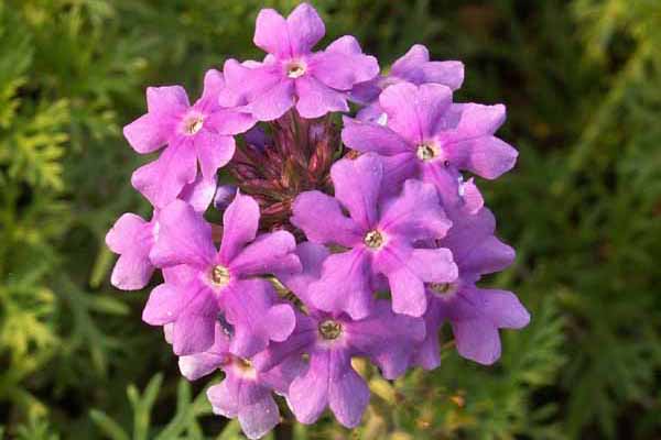 Lila Moss Eisenkraut Samen zur Aussaat – Garten Bodendecker