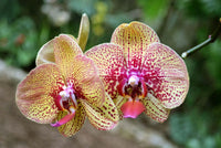 Schmetterlingsorchidee Orchidee Blumensamen zur Aussaat Schnitt Blume beliebt Traditionssorte & ohne Gentechnik Samen Hausgarten