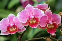 Lila Schmetterling Orchids Blumensamen zur Aussaat sonnenliebend Traditionssorte & ohne Gentechnik Samen Hausgarten