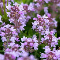 Mother of Thyme Kraut with aromatic leaves and pink blooms
