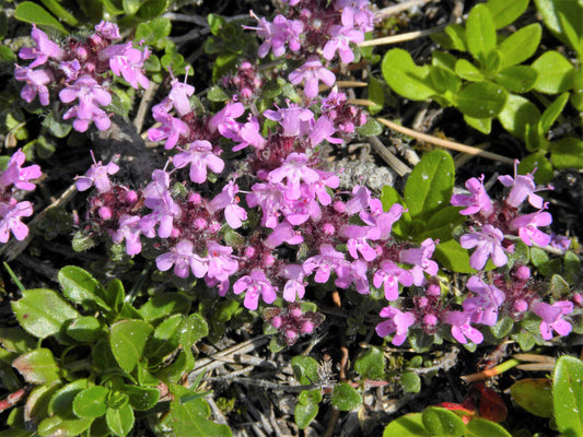 Mother of Thyme Pflanze with Zitrone-scented foliage and pink Blumen