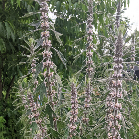 Motherwort Kraut in Kraut Garten or border